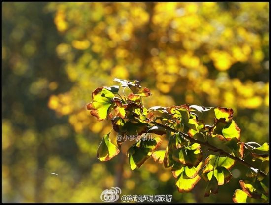科大的秋 新浪博主:小梦说事儿 科大的秋 新浪博主:小梦说事儿